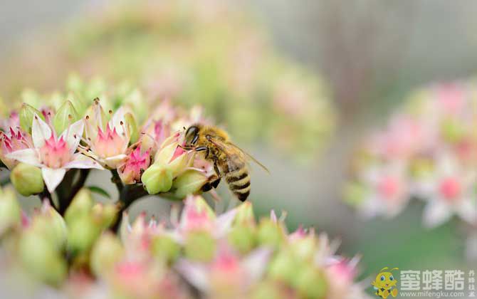 蜜蜂是怎么采蜜的？(图3)