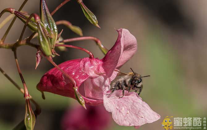 蜜蜂为什么在逐渐消失？(图3)