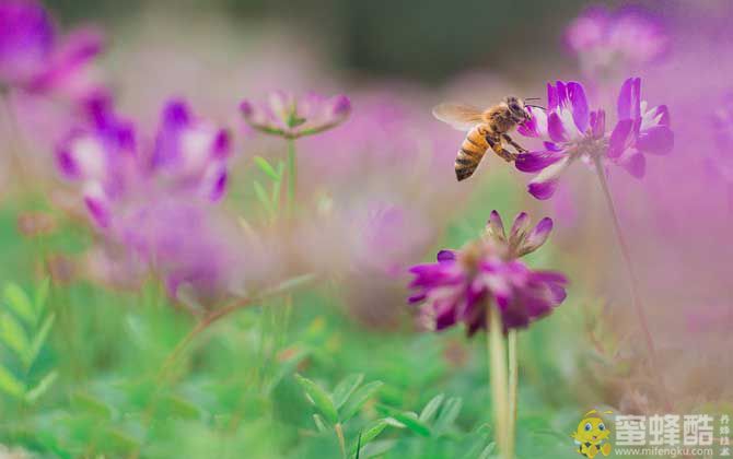 蜜蜂一生能采多少蜂蜜？(图3)