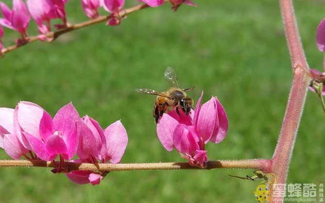 蜜蜂采蜜是什么行为？(图2)