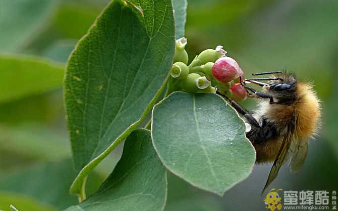 蜜蜂采蜜全过程(图2)