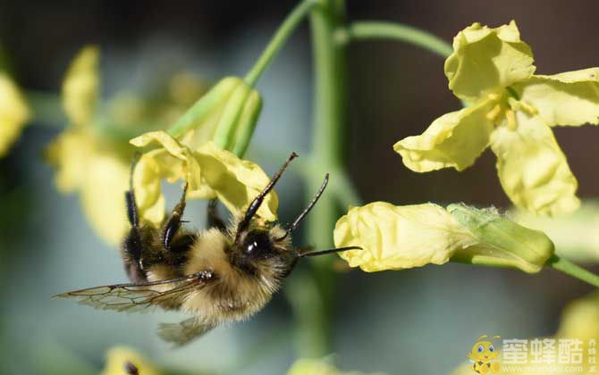 蜜蜂采蜜全过程(图4)