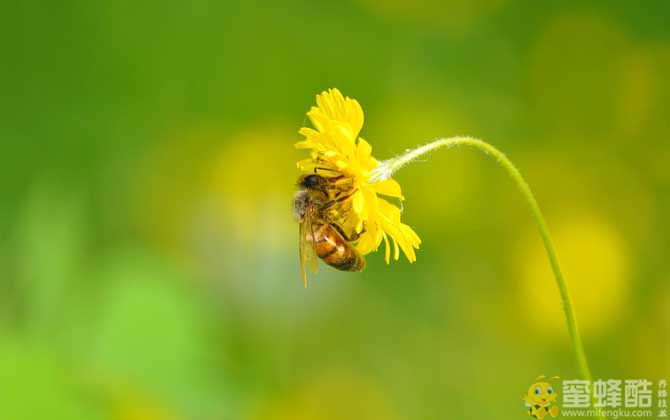 蜜蜂的生活环境特性(图1)