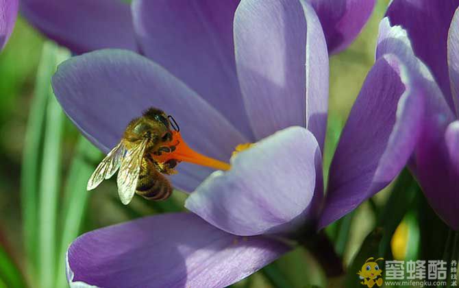 蜜蜂有哪些生物学特性？(图2)