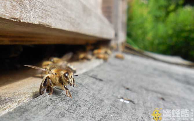 意大利蜜蜂有什么特点？(图3)