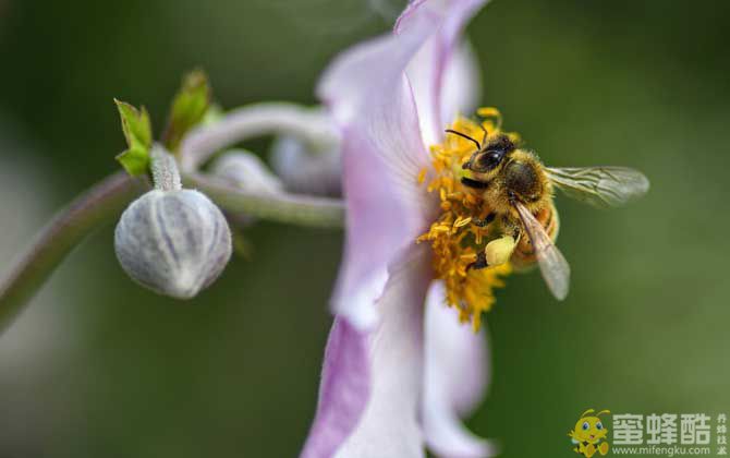 幼年蜂、青年蜂、壮年蜂、老年蜂的区别(图2)