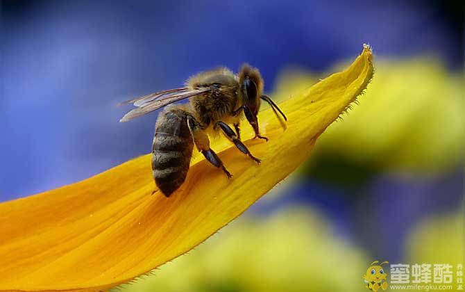 幼年蜂、青年蜂、壮年蜂、老年蜂的区别(图3)