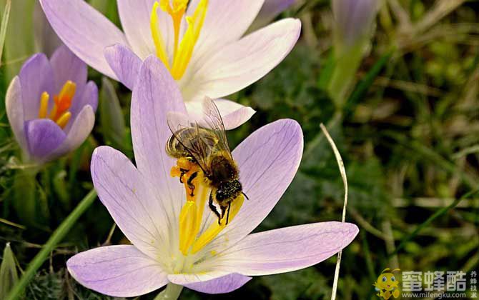 幼年蜂、青年蜂、壮年蜂、老年蜂的区别(图4)