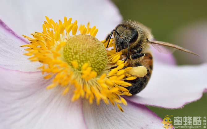 保育蜂、筑巢蜂、采蜜蜂的区别(图1)