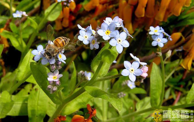 保育蜂、筑巢蜂、采蜜蜂的区别(图2)