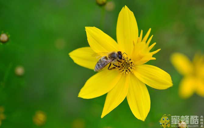 保育蜂、筑巢蜂、采蜜蜂的区别(图4)