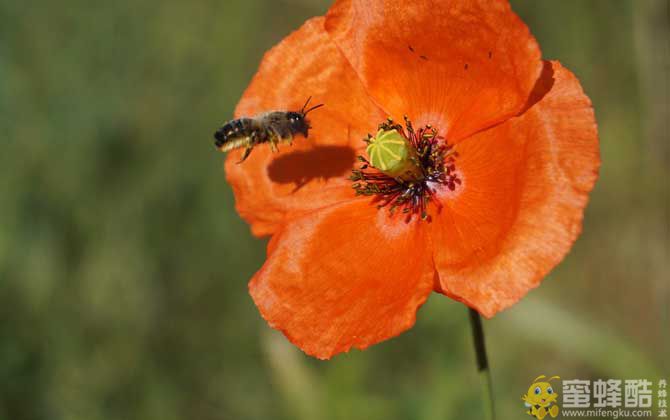 保育蜂、筑巢蜂、采蜜蜂的区别(图3)