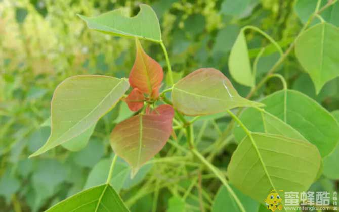 夏季有哪些蜜源植物？(图2)