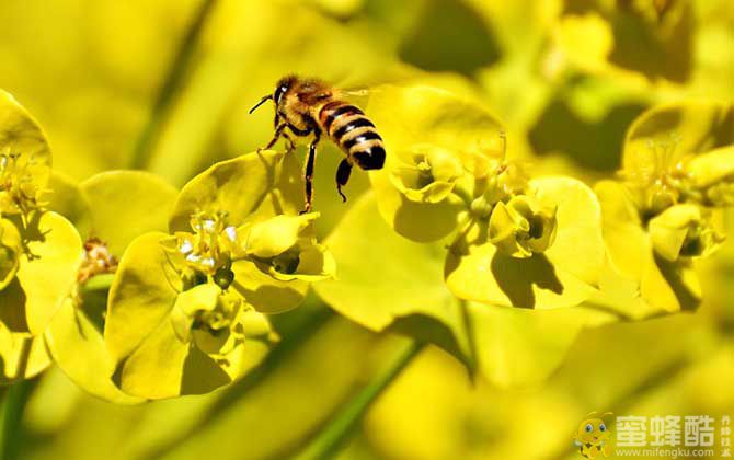 蜜蜂采花蜜是为了什么？(图1)