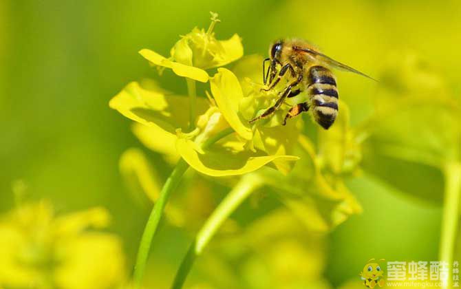 蜜蜂采花蜜是为了什么？(图3)