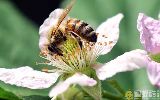 蜜蜂酿蜂蜜是为了什么？(图1)