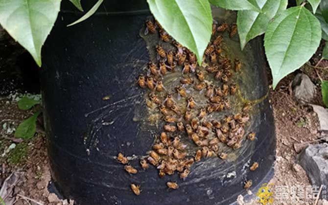 诱蜂桶用什么材料蜜蜂最喜欢？(图1)
