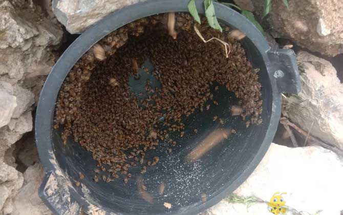 诱蜂桶用什么材料蜜蜂最喜欢？(图3)