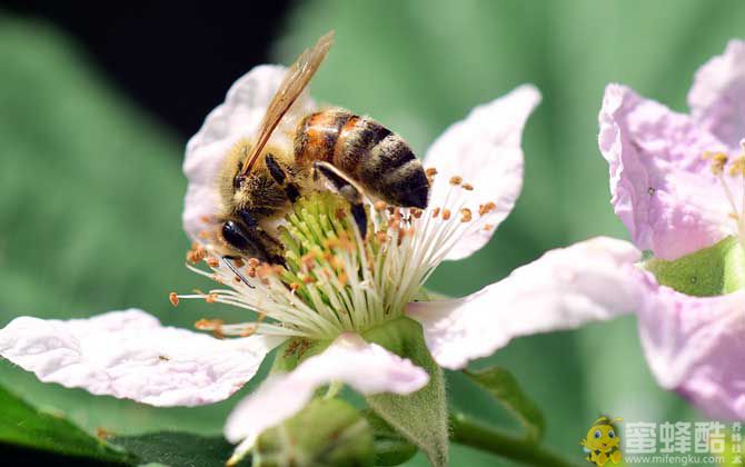 胡蜂、马蜂、黄蜂、蜜蜂的区别(图4)