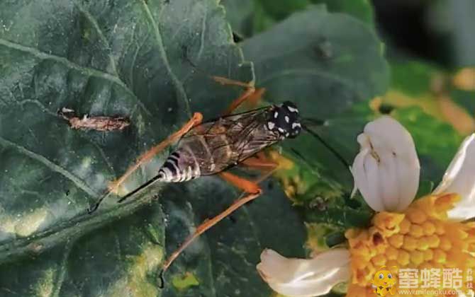 和马蜂很像的是什么蜂？(图1)