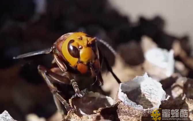 葫芦蜂什么时候最饱满？(图3)