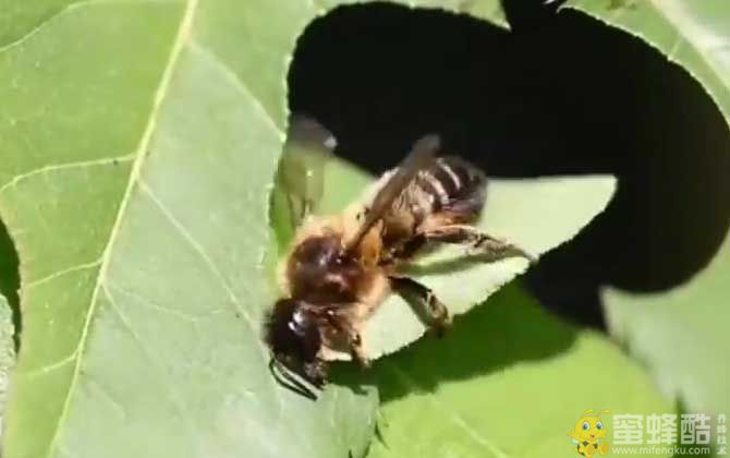 切叶蜂的特点和生活特征(图1)