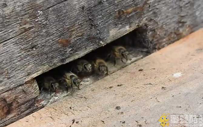 中蜂分蜂会在附近筑巢吗？(图4)