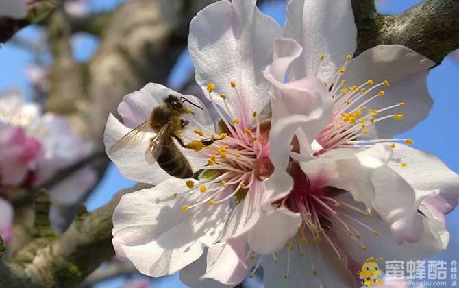 蜜蜂的初步认识(图2)