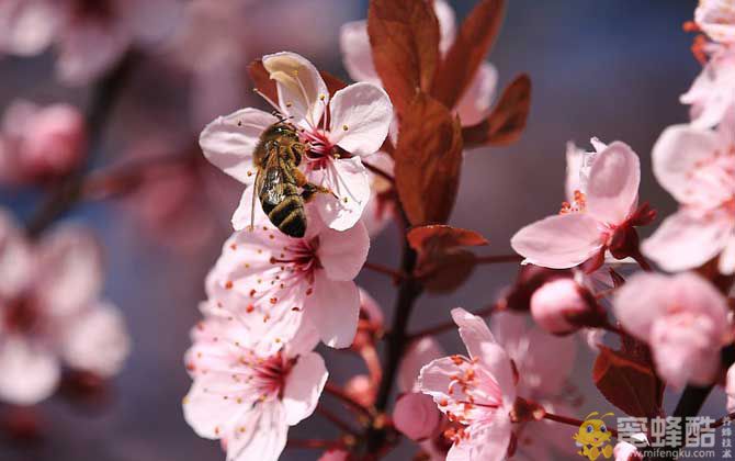 蜜蜂的生活习性(图4)