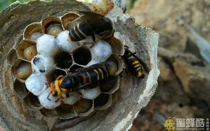 地雷蜂的种类及图片大全(图4)