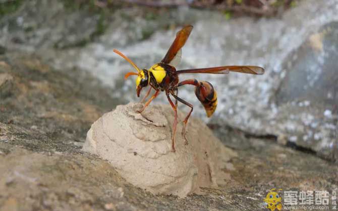 细腰蜂怎么赶走才好？(图2)