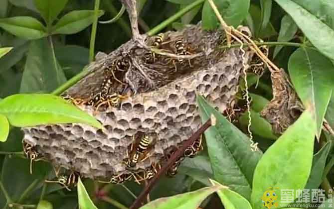 怎样处理狗屎蜂窝？(图3)