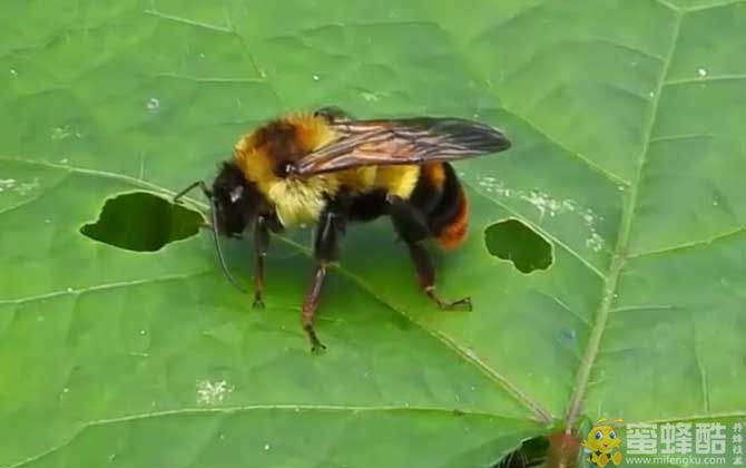 钻木头的黑蜂叫什么蜂？(图2)