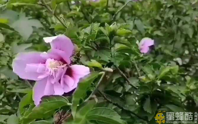 木槿花是什么植物？(图3)