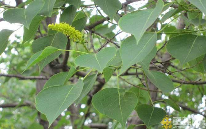 夏季有哪些主要蜜源植物？(图5)