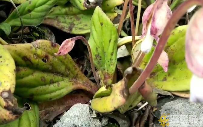 岩菖蒲是什么植物？(图3)