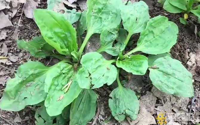 车前草是什么植物？(图4)