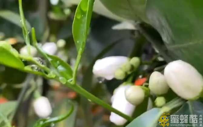 橙子树是蜜源植物吗？(图4)