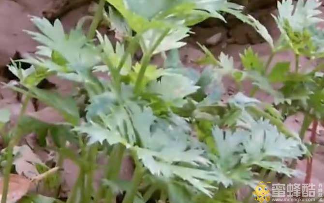 川芎是什么植物？(图7)