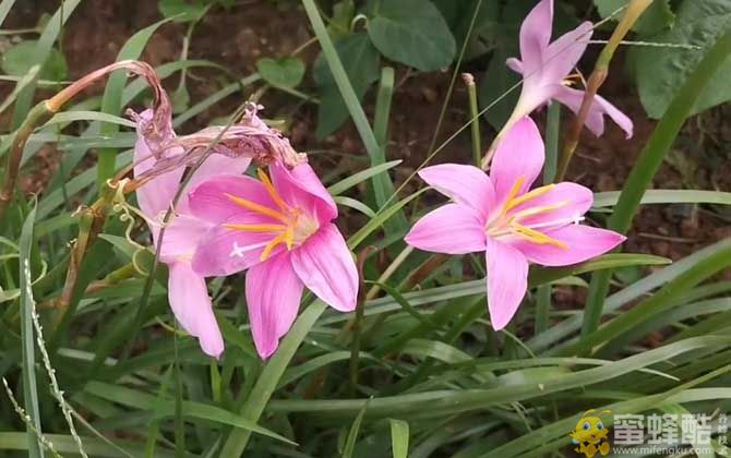 红花葱兰是什么植物？(图2)