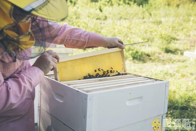 引蜂入箱小技巧：擦抹蜂蜜、找侦查蜂、香气诱惑、栽种植物(图3)