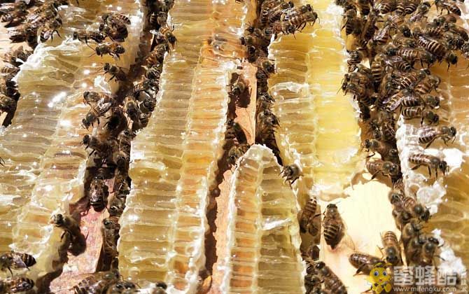 中国名牌蜂蜜：中国最有名的蜂蜜是土蜂蜜 (图1)