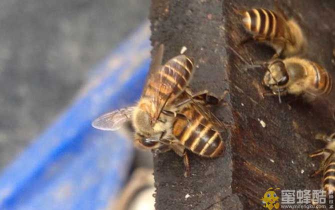中蜂/意蜂：养20箱蜜蜂利润有多少？(图1)