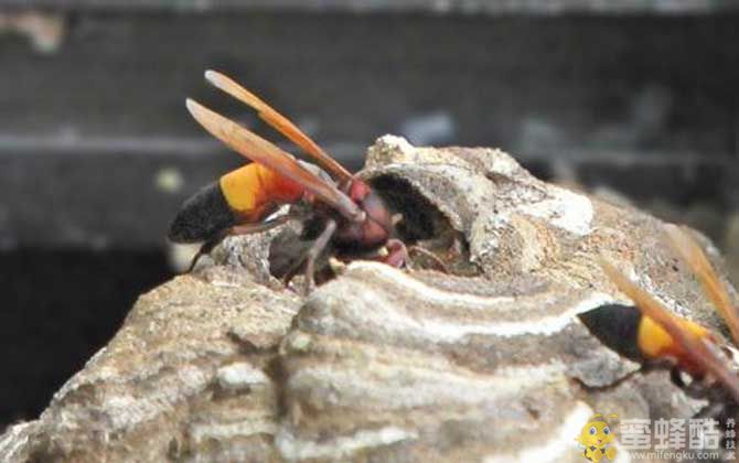 马蜂品种大全：黄腰虎头蜂什么月份散巢？(图1)