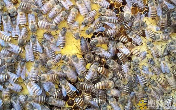 野外捉的蜜蜂没蜂王怎么养？怎么判断蜂群失王(图1)