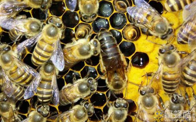 一个蜂箱里有几只蜂王？也可以双王同箱养蜂技术(图1)