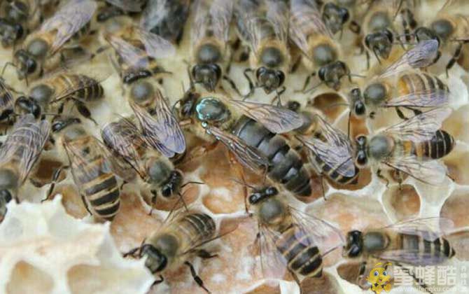 一箱蜂有多少雄蜂才正常?一只蜂王需要多少只雄蜂？(图1)
