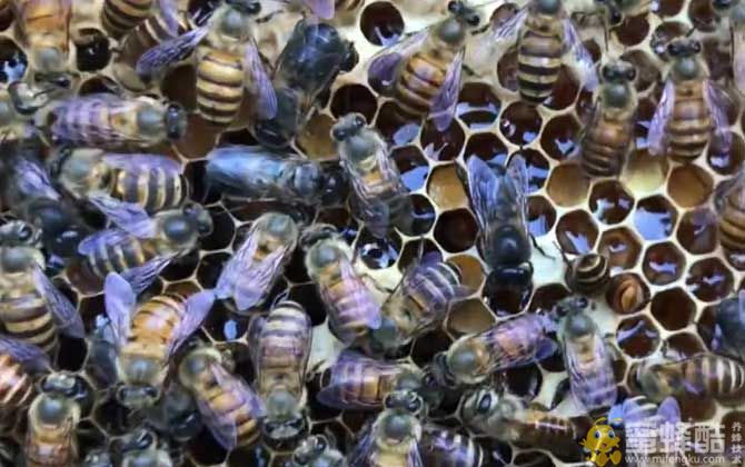 一箱蜂有多少雄蜂才正常?一只蜂王需要多少只雄蜂？(图2)