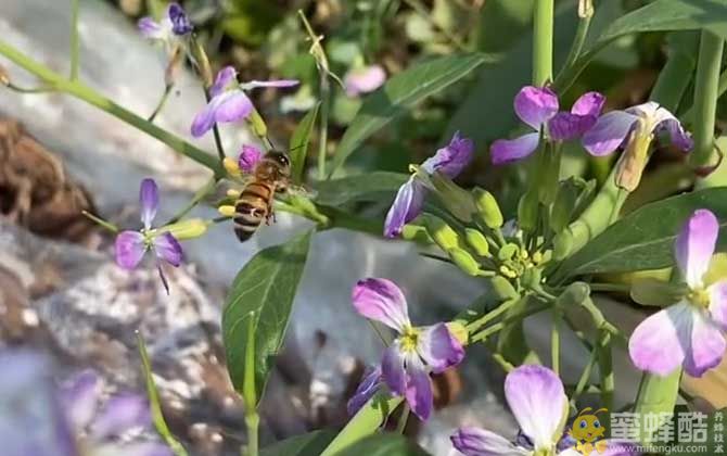 杀死蜜蜂会有报应吗？(图3)