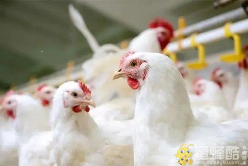 新手养鸡需要注意什么？肉鸡养殖怎样节约成本？(图1)